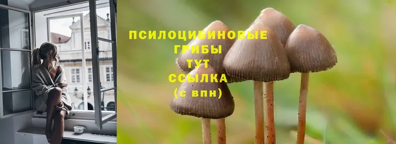 сколько стоит  Куровское  Галлюциногенные грибы Psilocybine cubensis 